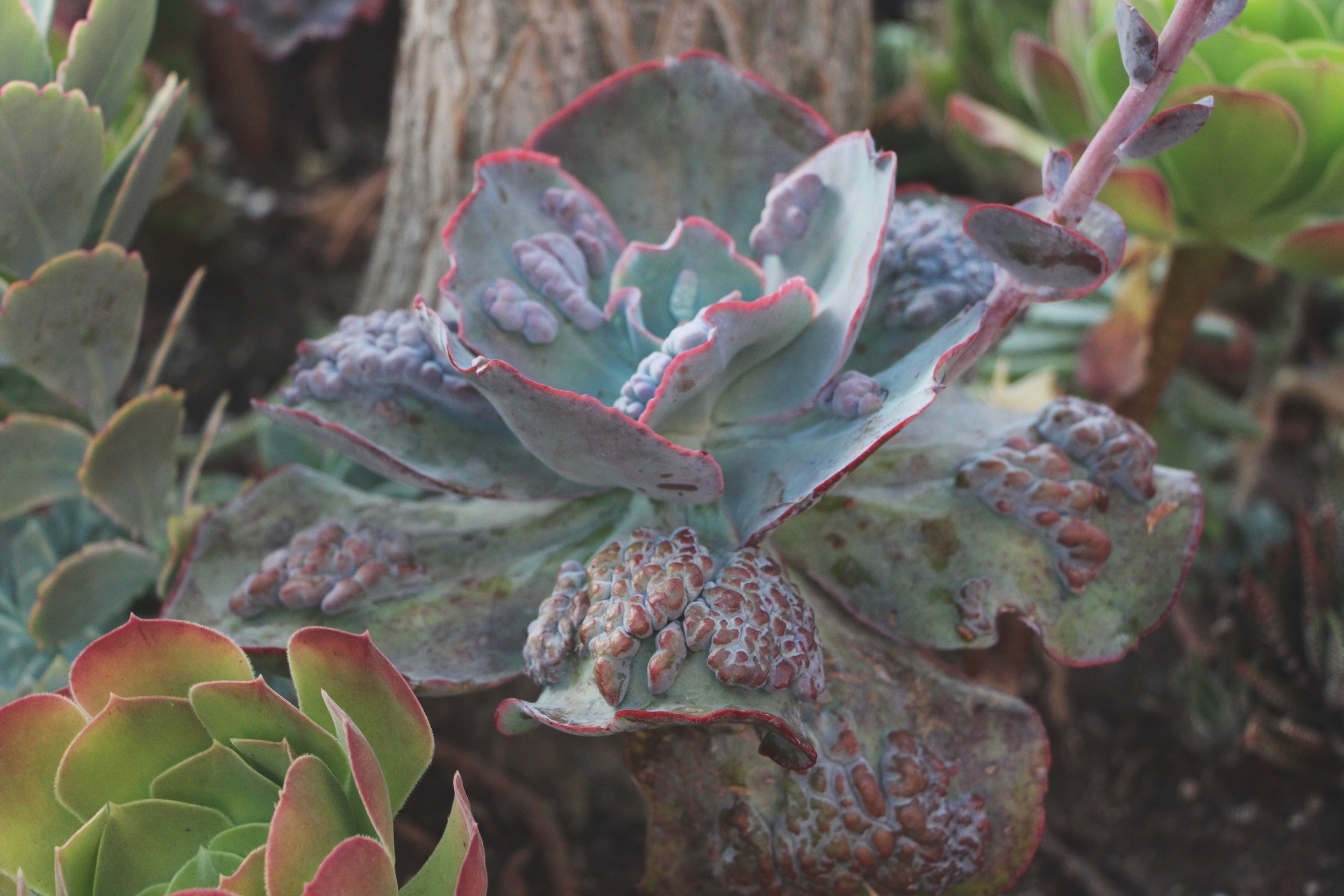 Cacti and Succulents in Old Town, CA via Needles + Leaves